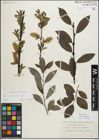 Foto von Salix myrsinifolia Salisb.
